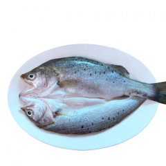 海鲈鱼