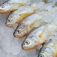 拉菲黄鱼开片